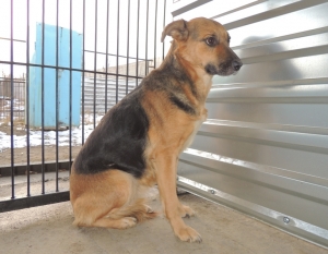 Shelter - minden - felvételi a kutyák menedéket