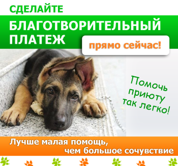 Adăpost - prieten - despre a lua câinii într-un adăpost