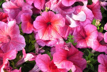 Прості прийоми допоможуть продовжити цвітіння однорічників до пізньої осені
