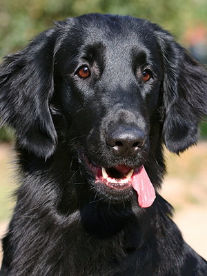 Labrador (sima szőrzet) fotó retriever lakás retriever, a természet és a szokásos a fajta