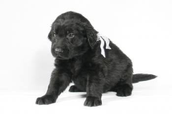 Labrador retriever (lapos retriever)