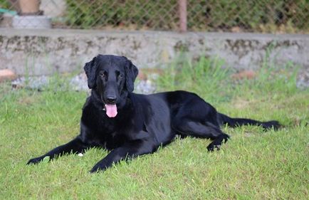 Labrador retriever fotografie, descrierea rasei, personaj