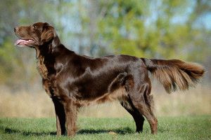 Labrador retriever rasă, caracter, îngrijire și de formare