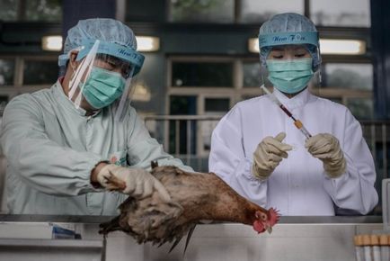 Gripa aviară simptome la păsări (pui), cauze și tratament
