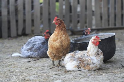 Gripa aviară simptome la păsări (pui), cauze și tratament