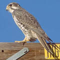 Bird () 5 букви - дума за търсене маска и решителност, за да отговори на кръстословици