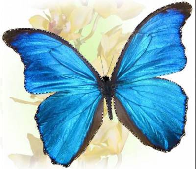 Publicarea lecției însuflețește fluturele, comunitatea 