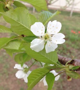 Lucrează la dacha în luna mai