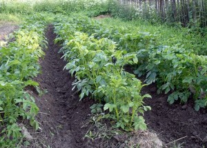 Lucrează la dacha în luna mai