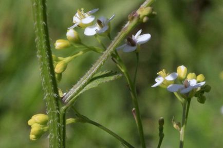 Plant Katran specie, utilizări, recenzii, fotografii