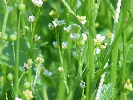 Plant Katran specie, utilizări, recenzii, fotografii