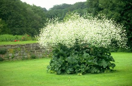 Plant Katran specie, utilizări, recenzii, fotografii