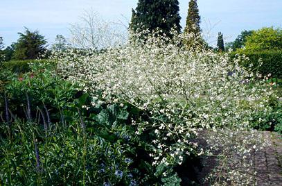 Plant Katran specie, utilizări, recenzii, fotografii