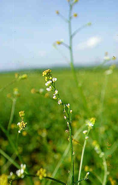 Plant Katran specie, utilizări, recenzii, fotografii