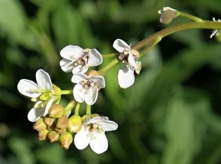 Plant Katran specie, utilizări, recenzii, fotografii