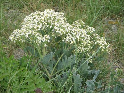 Plant Katran specie, utilizări, recenzii, fotografii