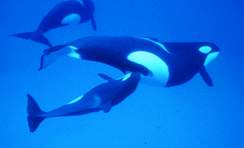 Reproducere - biologie de balenă ucigașă