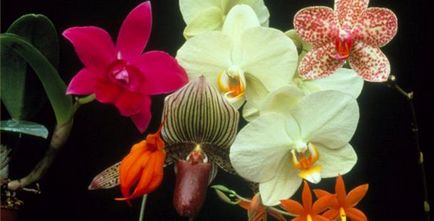 Reproducerea unei orhidee acasă la domiciliu - cum să obțineți una de la două