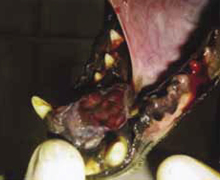 Diferite tipuri de tumori ale cavității orale - orașul zooinform