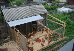 Tenyésztési csirkék elővárosi parcellákon a garázsban Videó