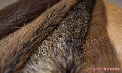 Cultivarea nutria - nutria - bovine - bibliotecă - fermă de familie