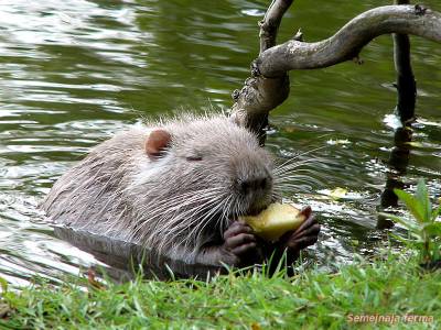 Cultivarea nutria - nutria - bovine - bibliotecă - fermă de familie