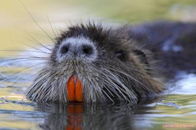 Tenyésztési nutria - nutria - állattenyésztés - a könyvtár - a családi gazdaság