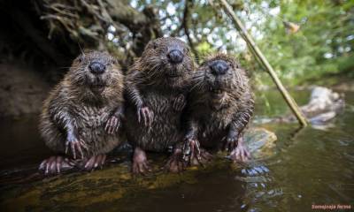 Cultivarea nutria - nutria - bovine - bibliotecă - fermă de familie