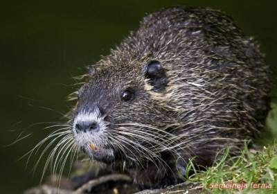 Cultivarea nutria - nutria - bovine - bibliotecă - fermă de familie