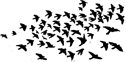 Cursa abstractă a păsărilor - o bancă de rezumate, eseuri, rapoarte, lucrări de curs și diplome