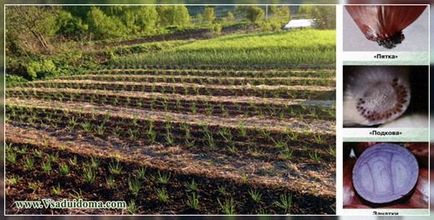 Ceapa - cultivarea în vestul Siberiei, un loc despre o grădină, o reședință de vară și plante de apartament