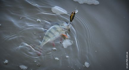 Риболовля на Дністрі, pro-fish