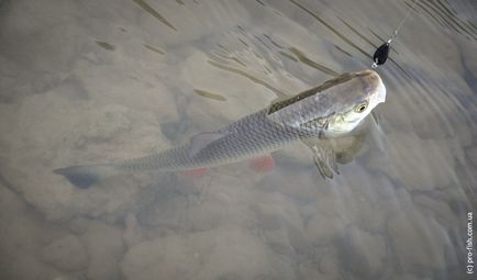 Риболовля на Дністрі, pro-fish