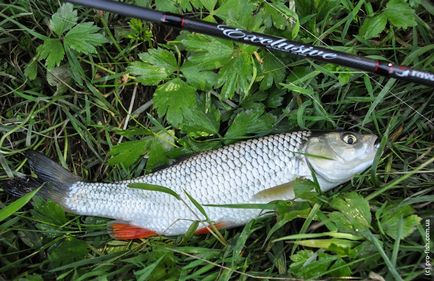 Риболовля на Дністрі, pro-fish