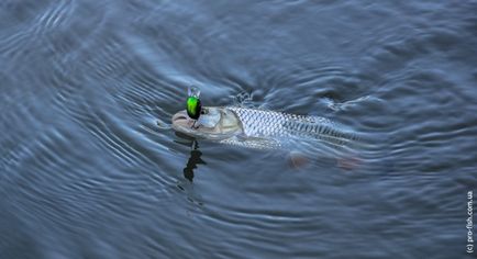 Риболовля на Дністрі, pro-fish