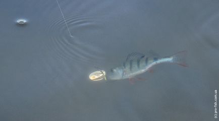 Риболовля на Дністрі, pro-fish