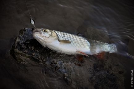 Риболовля на Дністрі, pro-fish