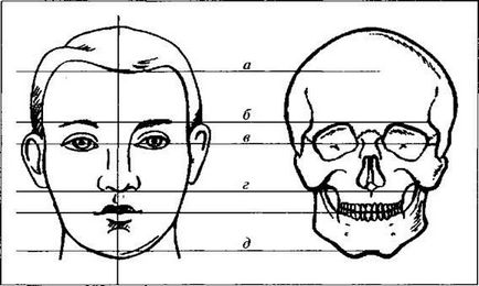 Малювання голови за схемами - студопедія
