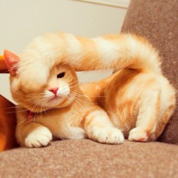 Pisica rosie - catoste