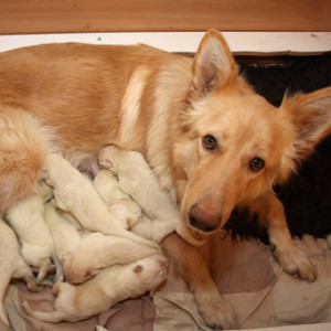 Nașterea la câini