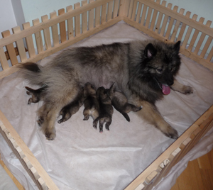 Nașterea la câini