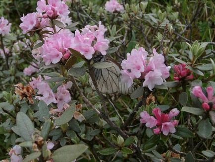 Rhododendron Adams (Sagandail) și fotografii