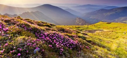 Рододендрон адамса (сагандайля) застосування і фото