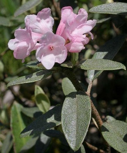 Rhododendron Adams (Sagandail) și fotografii