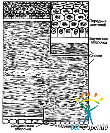 Cornea - # 9474; partea 1