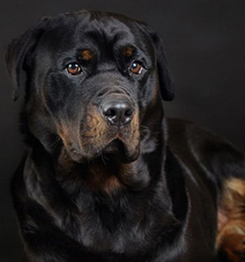 Rottweiler ca câine de serviciu