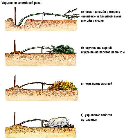 Троянди - як укрити на зиму чайно-гібридні, плетистих і штамбові, фото і відео