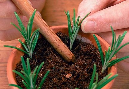 Rosemary termesztés, gondozás és a reprodukció az otthoni