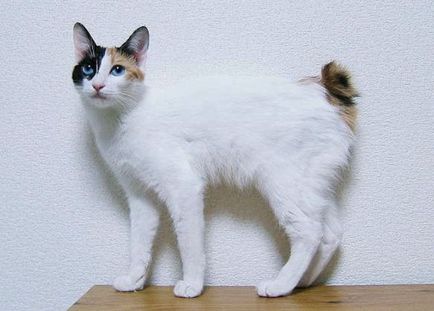 Ru pisici în Japonia - care este statutul lor în această țară - terraoko - lumea cu ochii tăi