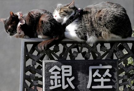 Ru pisici în Japonia - care este statutul lor în această țară - terraoko - lumea cu ochii tăi